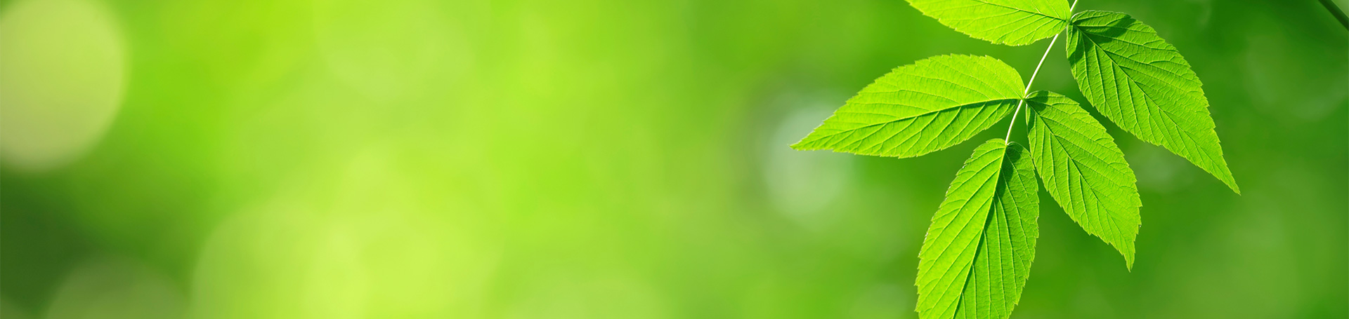 VP_VP_ALL_1920x455_1805_Leaf_Nature_Green.jpg